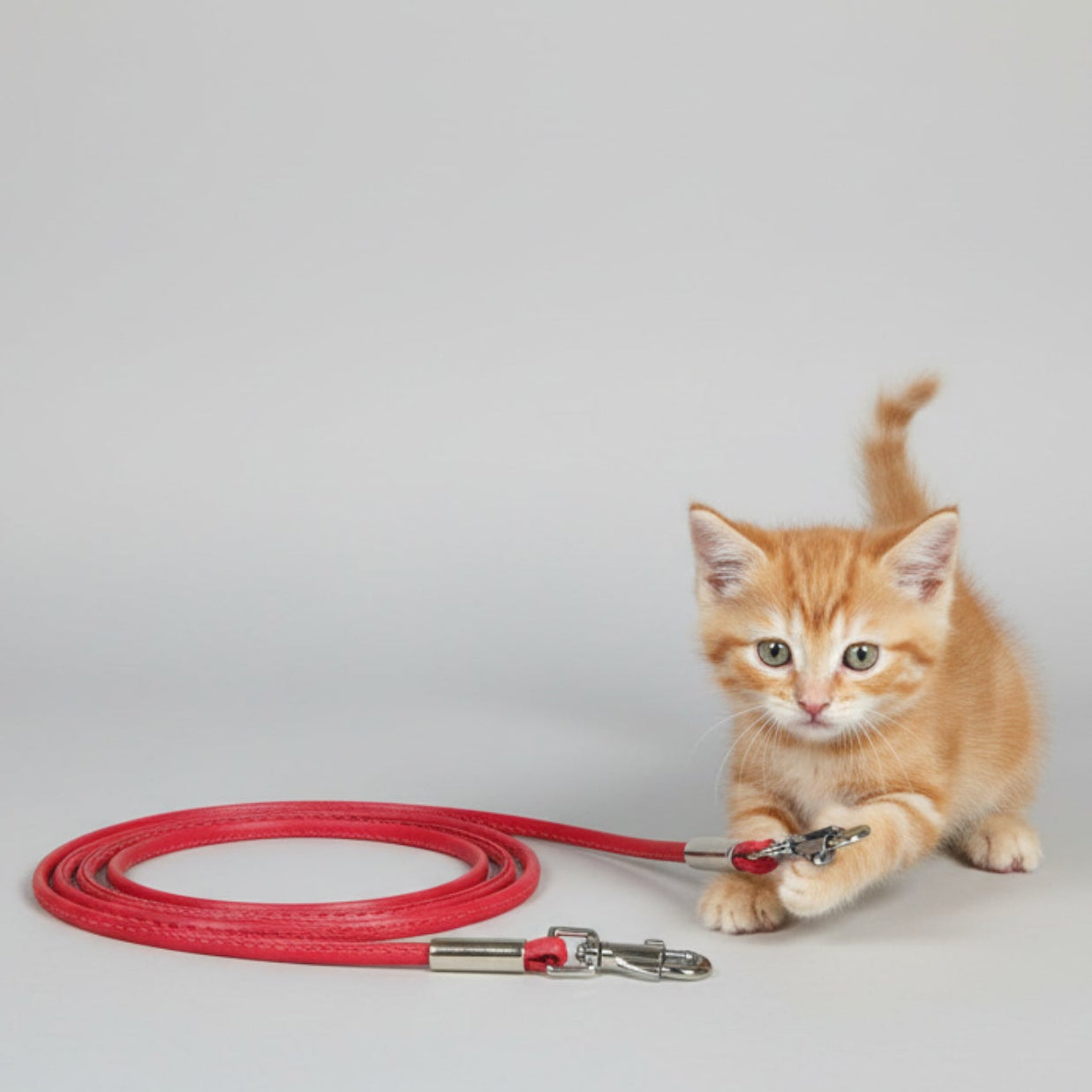 Puppy Leash Small